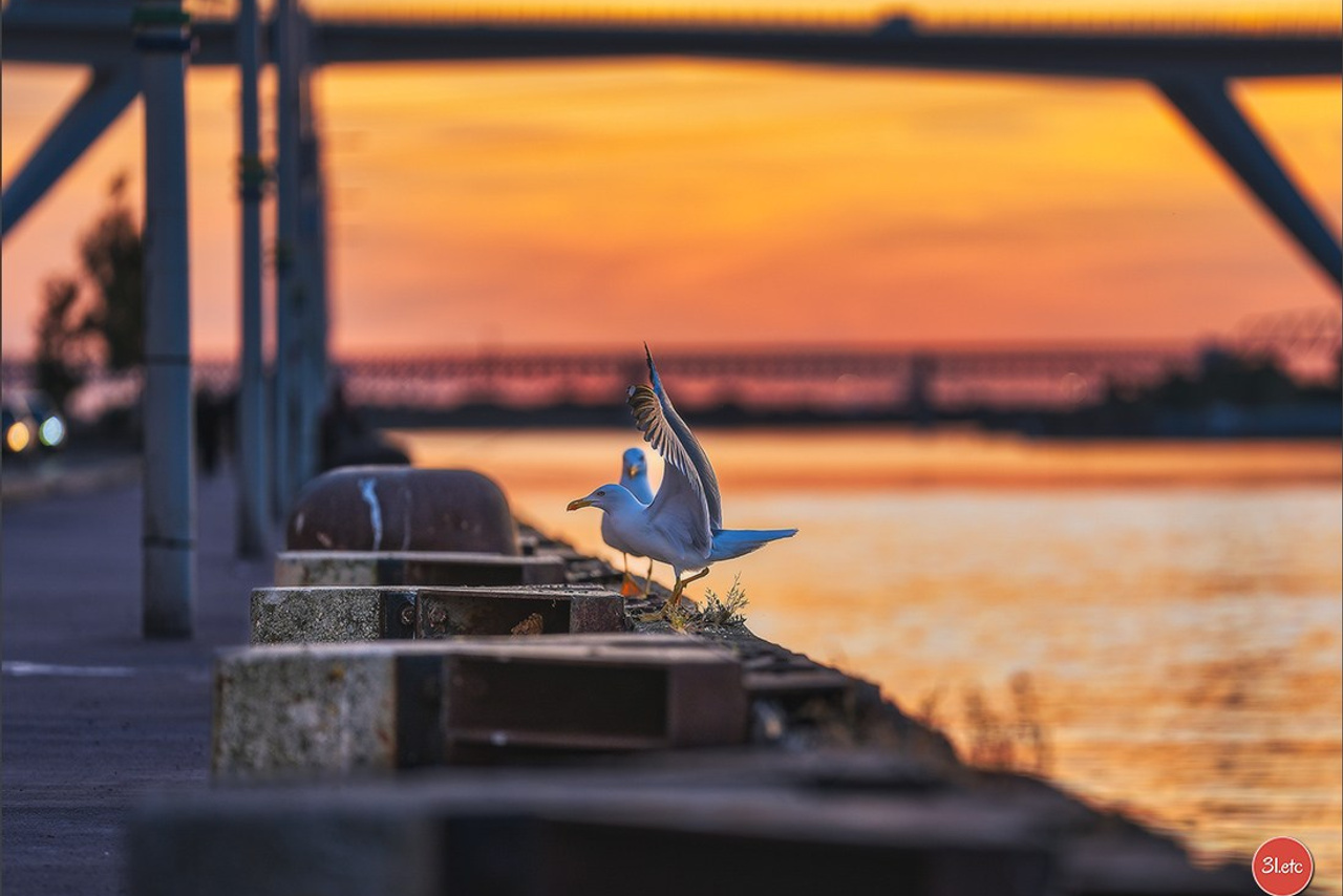 Photographe à Strasbourg | Les animaux, Portraits, Studio, Événements