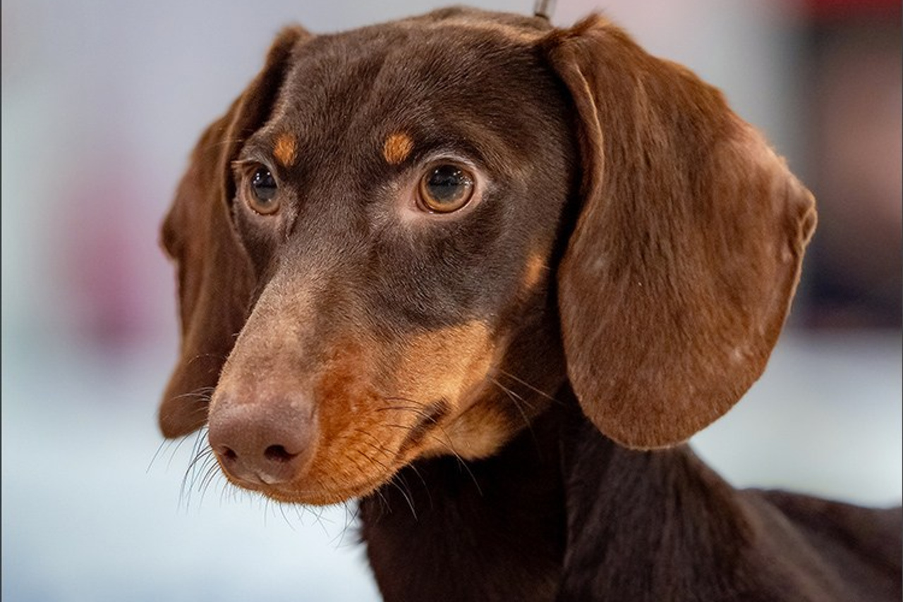 Le festival Bugatti à Molsheim – 2016. Photographe à Strasbourg | Portraits, Studio, Enfants, Événements