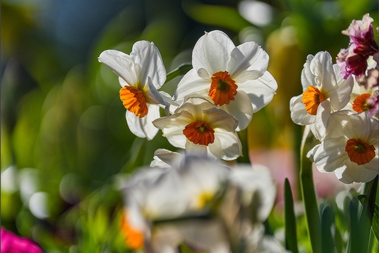 🇱🇺 LUXEMBOURG 🇱🇺 International Dog Show 4-5/04/2026. Photographe à Strasbourg | Portraits, Studio, Enfants, Événements