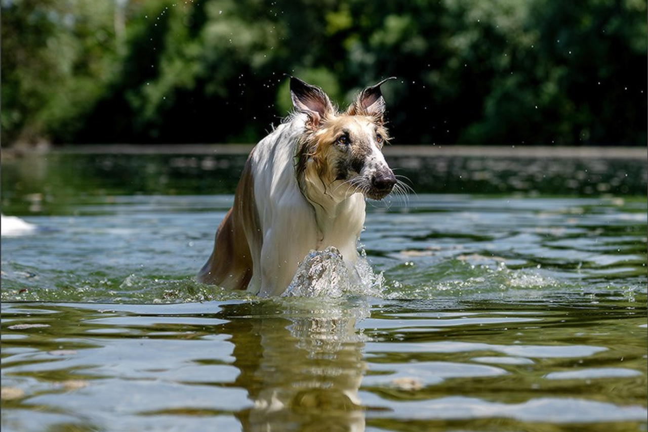 Photographe à Strasbourg | Les animaux, Portraits, Studio, Événements