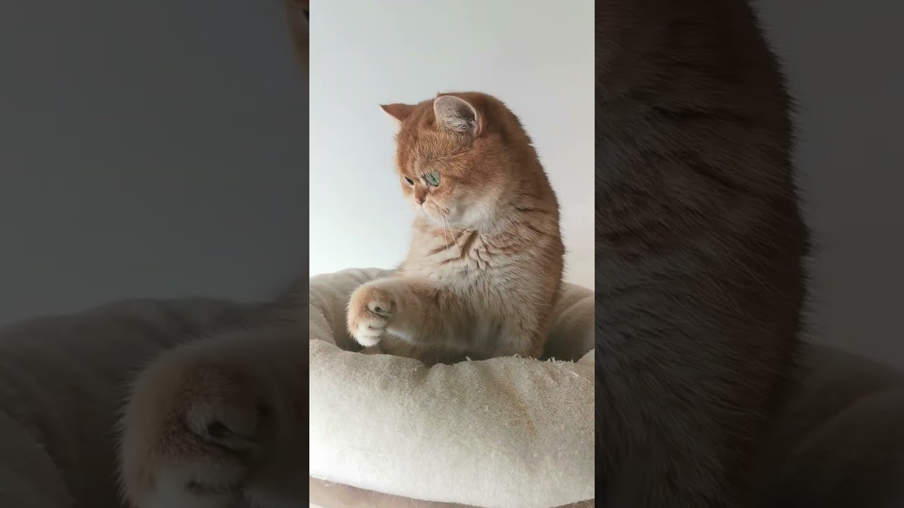 Εκτροφειο βρετανικης κοντότριχης γατας στην Ελλαδα, εκτροφειο british. Εκτροφείο βρετανικής κοντότριχης γάτας στην Ελλάδα, χρυσή βρετανική γά