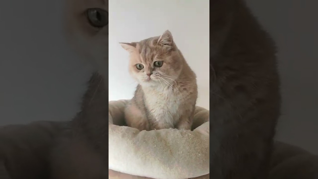 Питомник золотых британских шиншилл, Британская шиншилла окрас голубое. Питомник британских кошек драгоценных окрасов