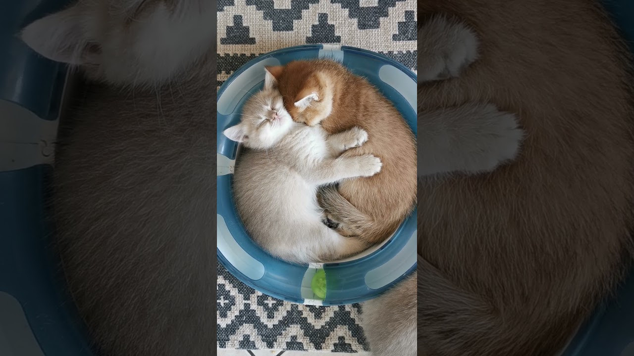 Видео с нашими котиками. Питомник британских кошек драгоценных окрасов