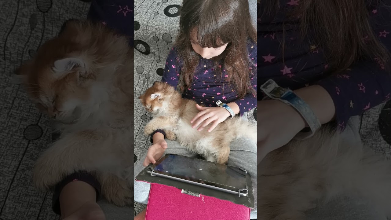 Видео с нашими котиками. Питомник британских кошек драгоценных окрасов