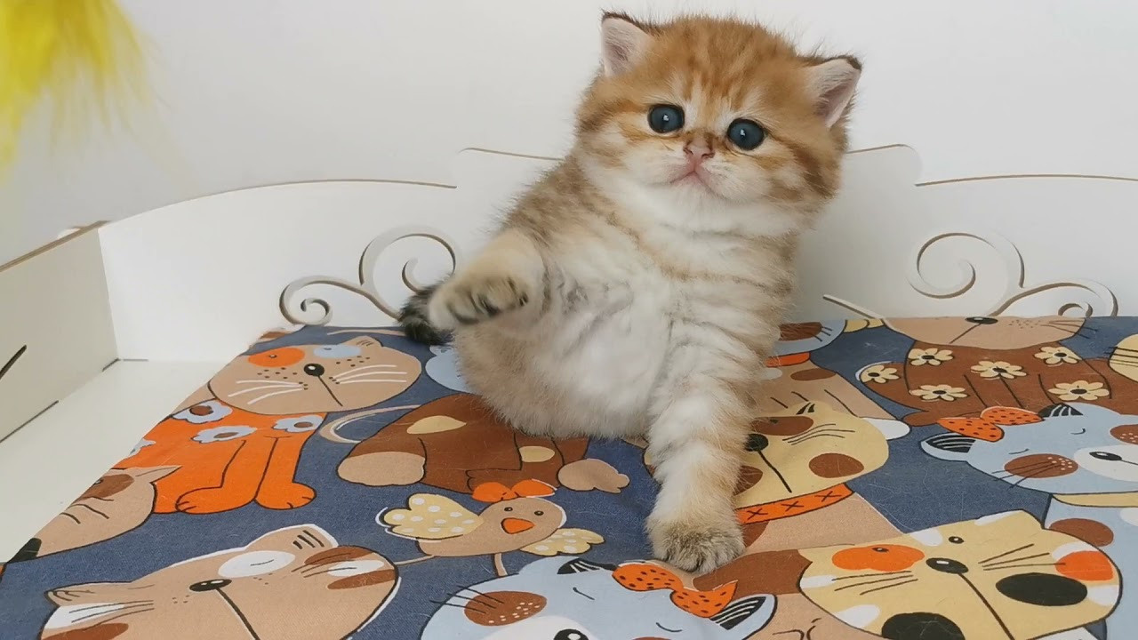 Видео с нашими котиками. Питомник британских кошек драгоценных окрасов