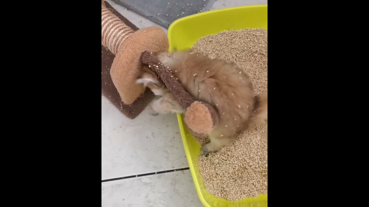 Видео с нашими котиками. Питомник британских кошек драгоценных окрасов