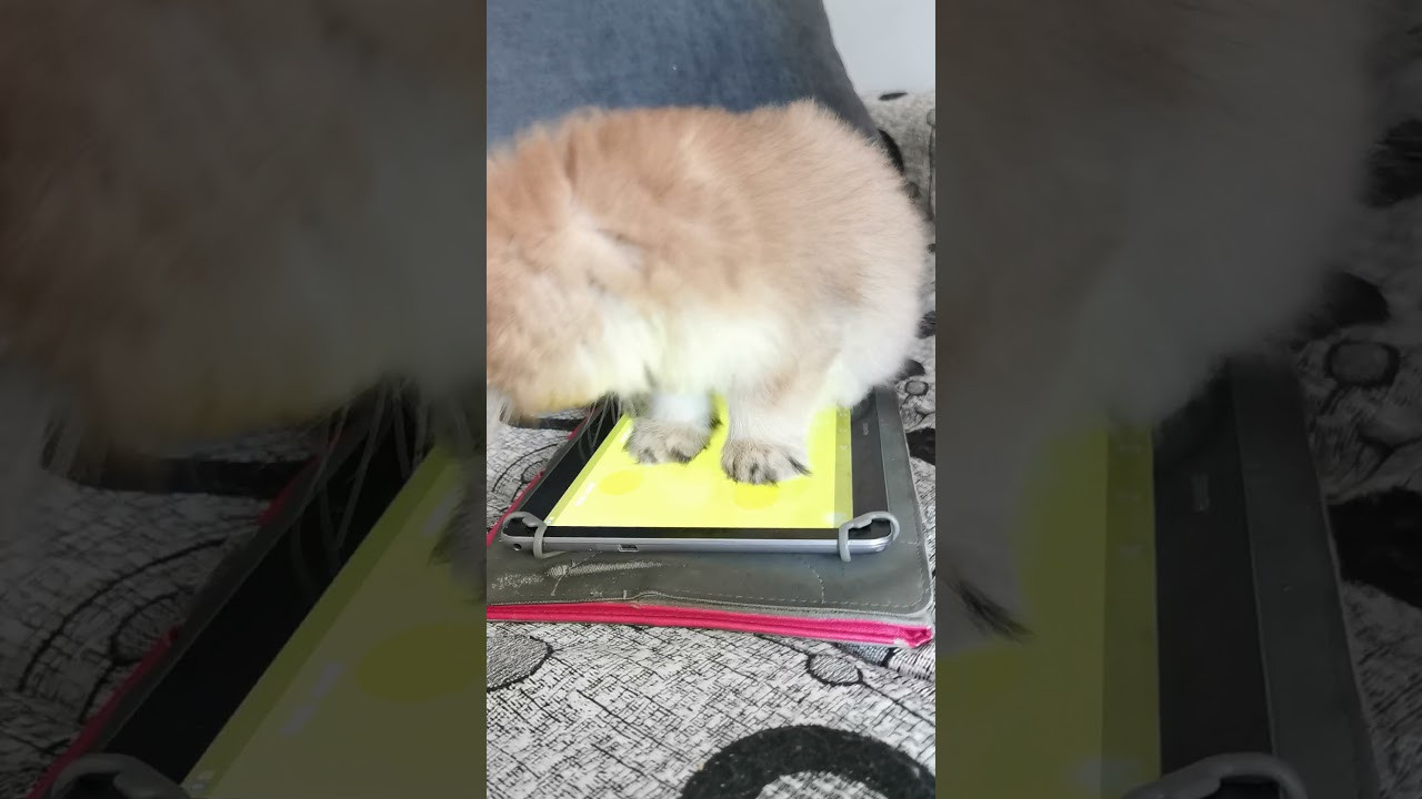 Видео с нашими котиками. Питомник британских кошек драгоценных окрасов