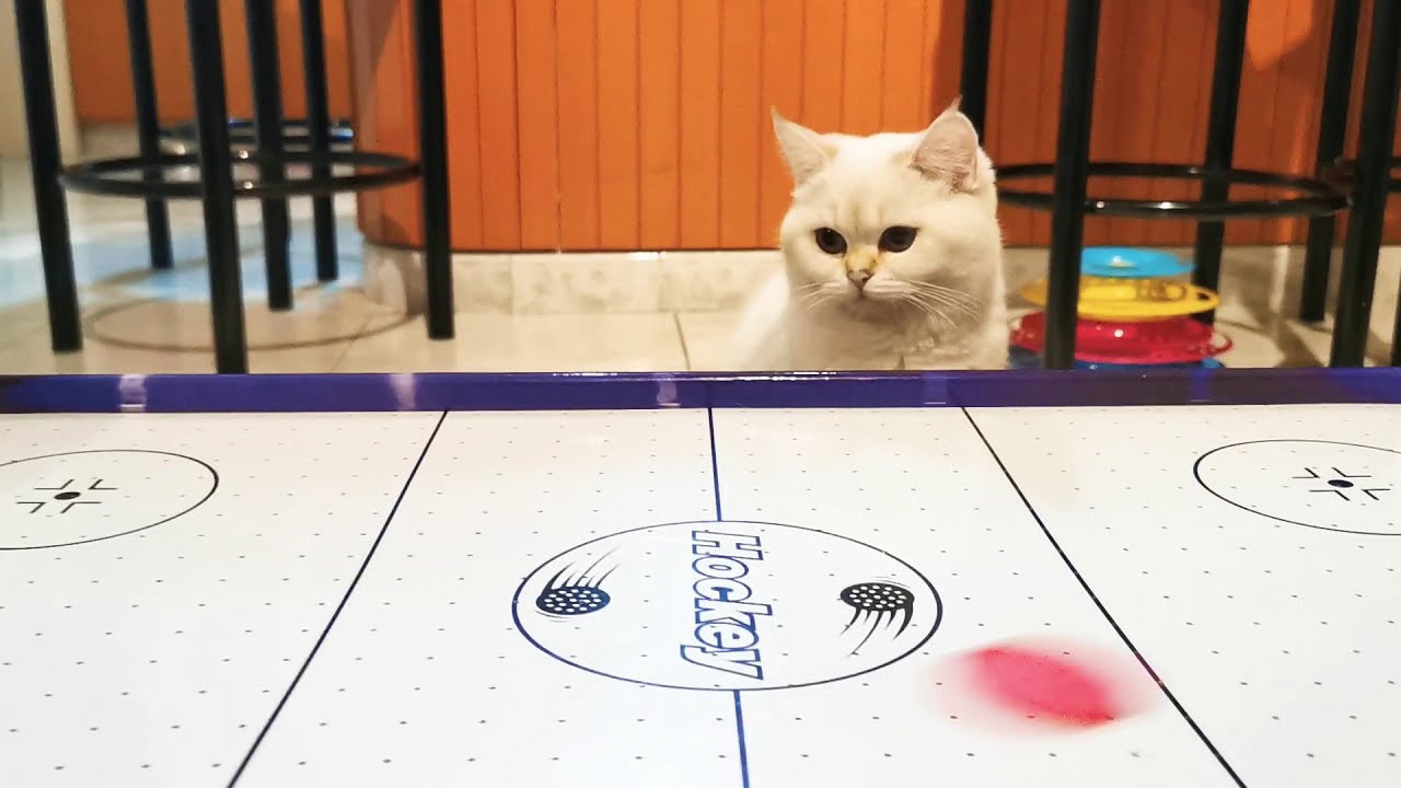 Видео с нашими котиками. Питомник британских кошек драгоценных окрасов