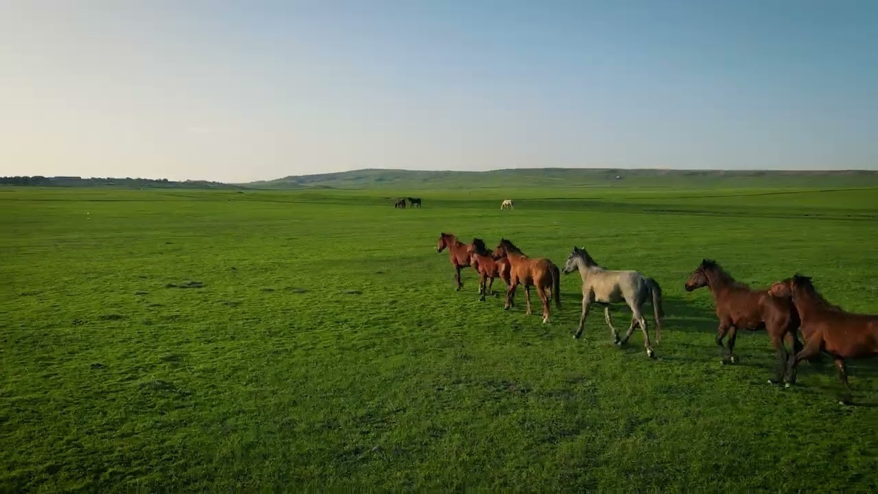 Video. Photographer in Tbilisi