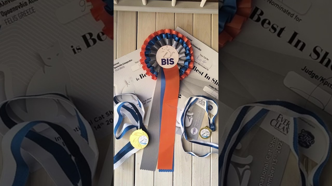 Athens 13-14/12/2025. Питомник британских кошек драгоценных окрасов