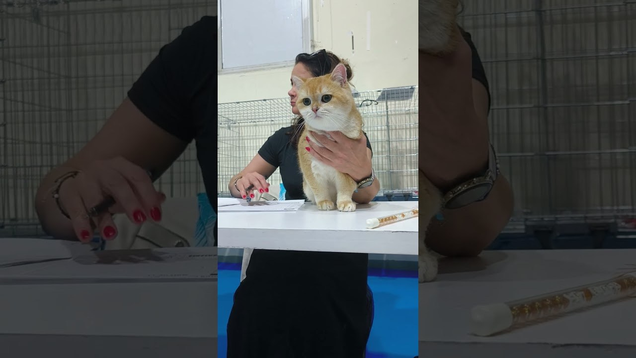 Athens 13-14/12/2025. Питомник британских кошек драгоценных окрасов