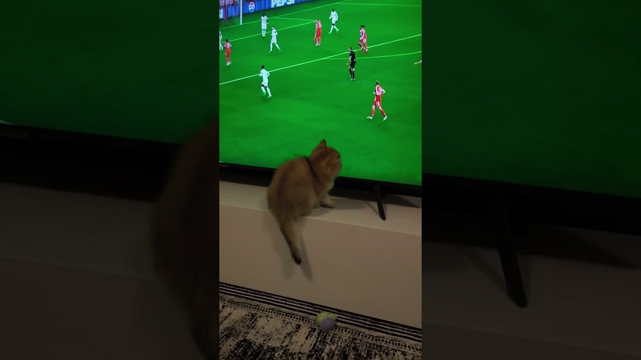 Εκτροφείο British shorthair στην Αθήνα. Εκτροφείο βρετανικής κοντότριχης γάτας στην Ελλάδα, βρετανικά γατάκια