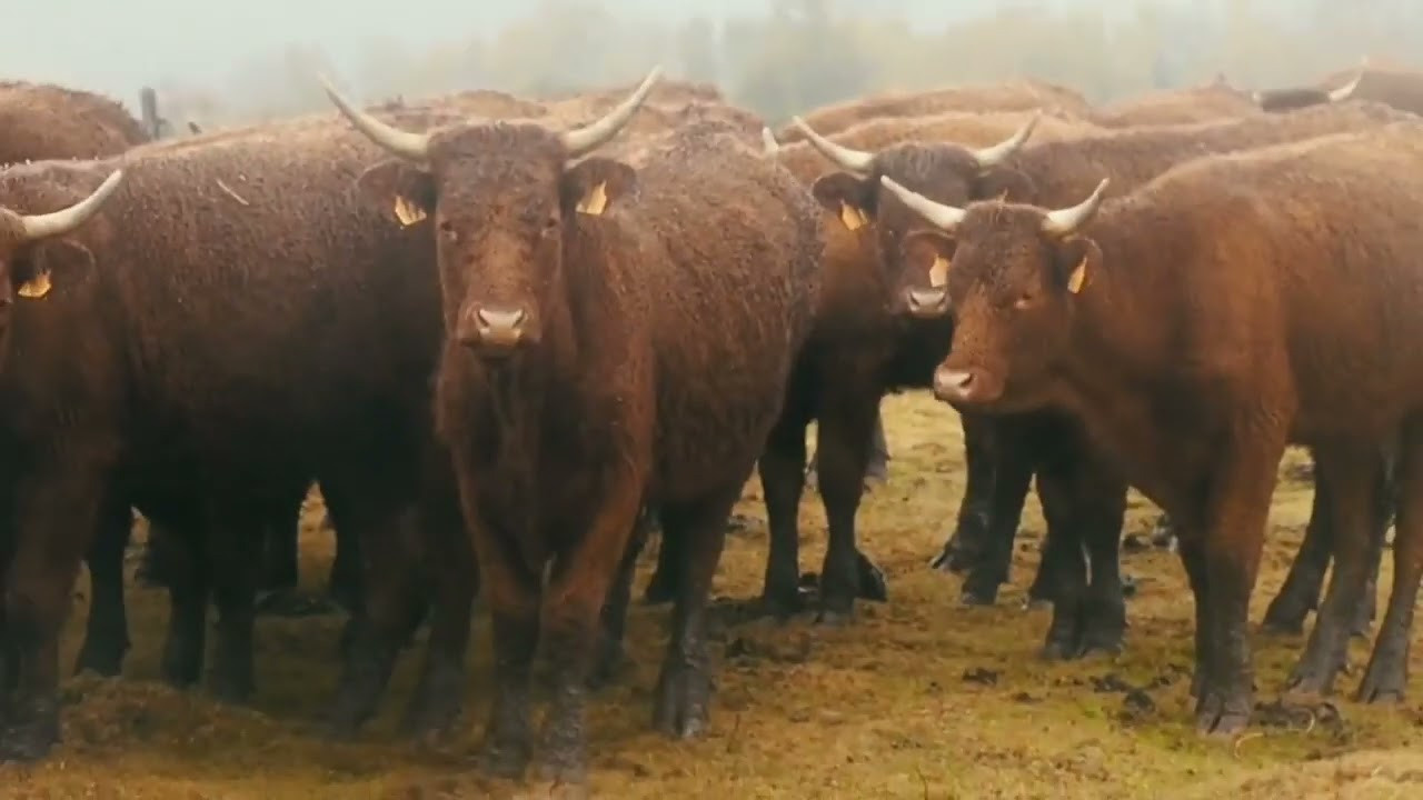 Travel video. Vidéo à Paris