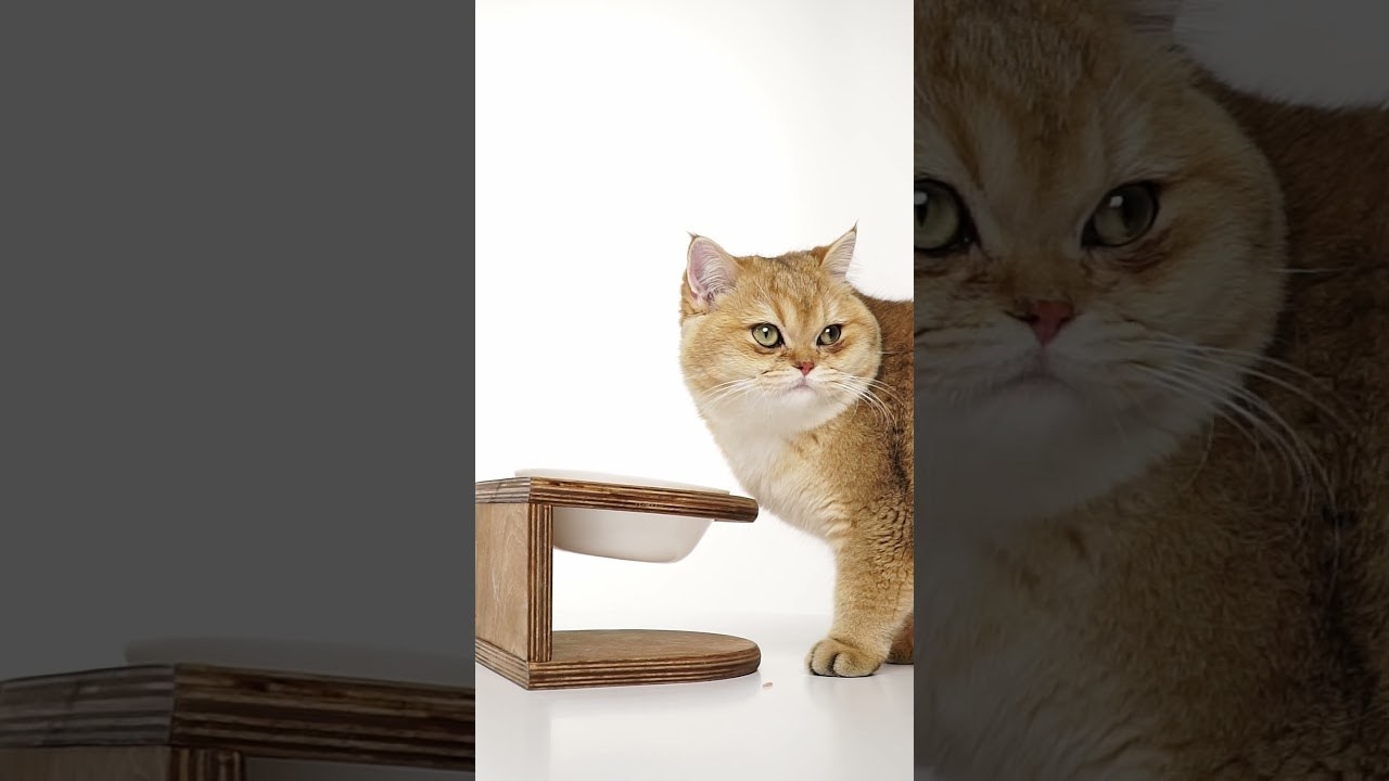 Mr.Cat Home. Ellstudio film production