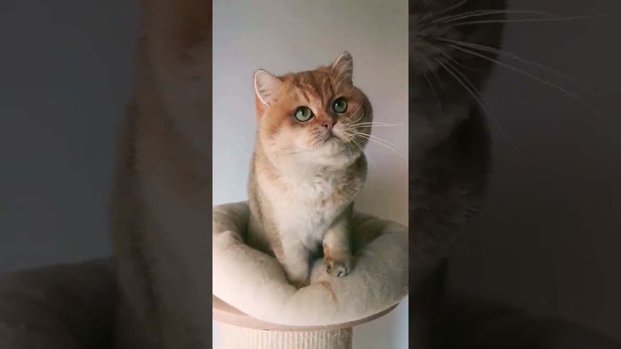 De Luxor Plush Empire. Εκτροφείο βρετανικής κοντότριχης γάτας στην Ελλάδα, χρυσή βρετανική γά