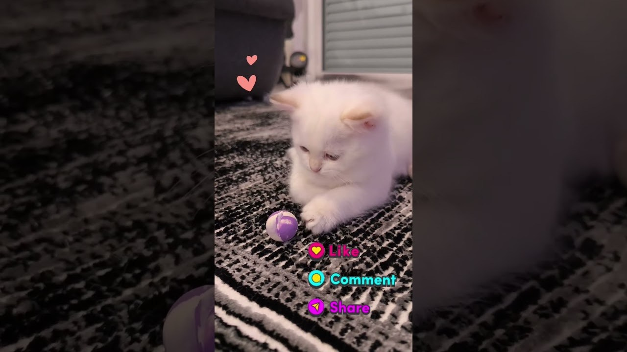 Εκτροφείο British shorthair στην Αθήνα. Εκτροφείο βρετανικής κοντότριχης γάτας στην Ελλάδα, βρετανικά γατάκια