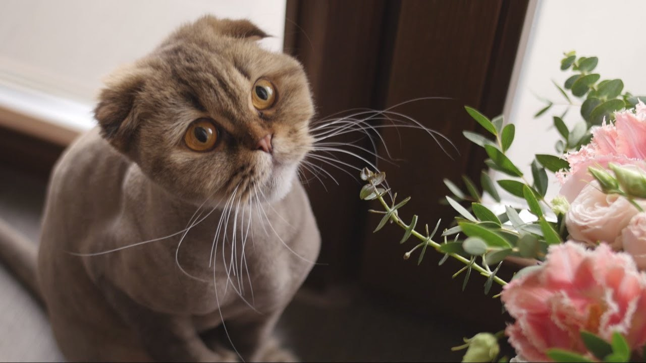 Weddings. Konstantin Liskov. Ad and video production in Cancun. Commercials, cor