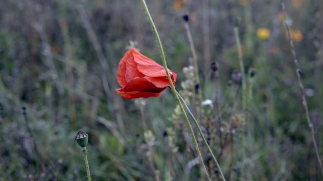 СВАДЕБНОЕ ВИДЕО. Свадебный видеограф I Свадебный фотограф I Свадебное видео I Свадебное фото в Эстонии