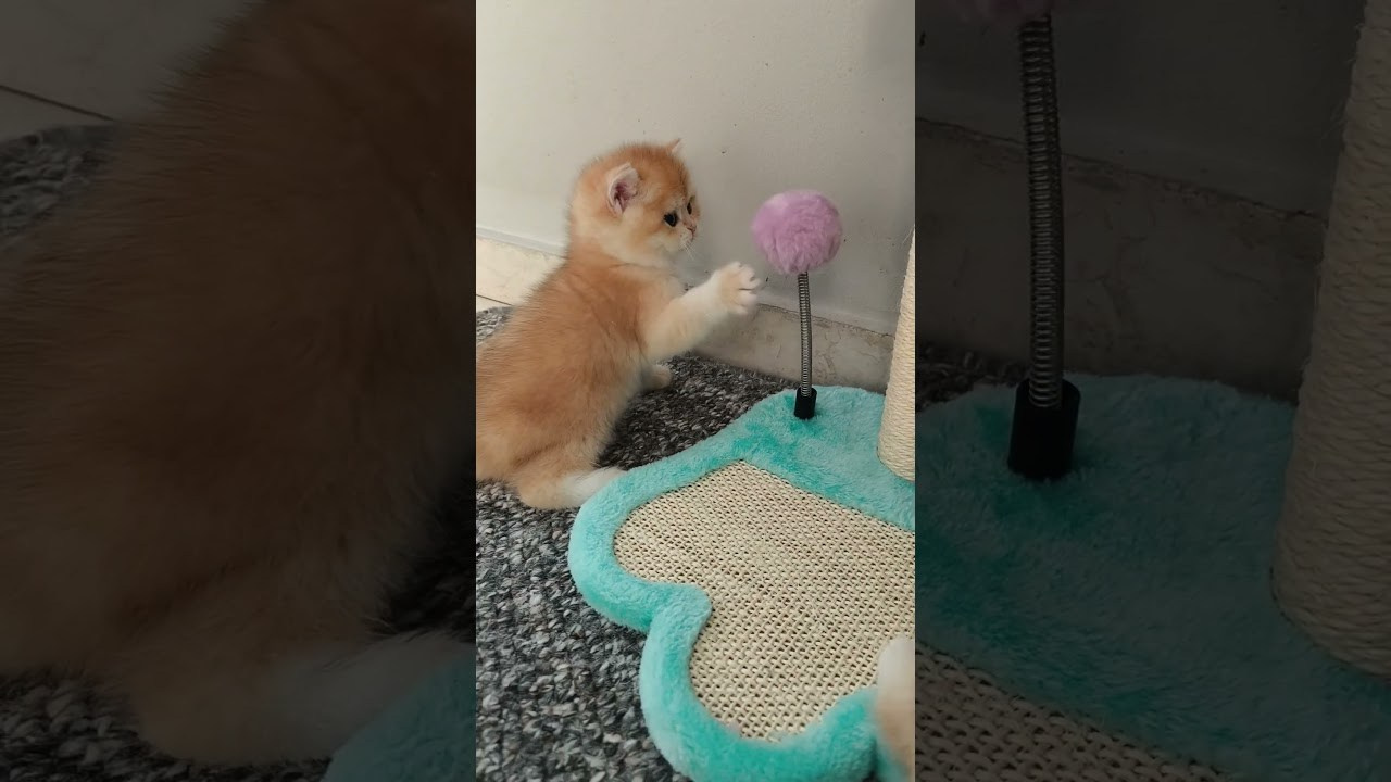 Εκτροφείο British shorthair στην Αθήνα. Εκτροφείο βρετανικής κοντότριχης γάτας στην Ελλάδα, βρετανικά γατάκια