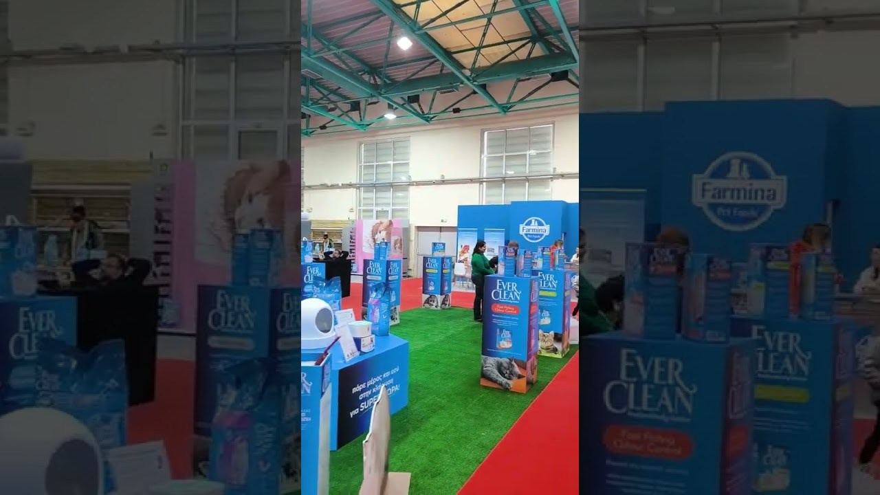 Athens 30/11-1/12/2024. British shorthair Cyprus, british shorthair cattery in UK, british cat