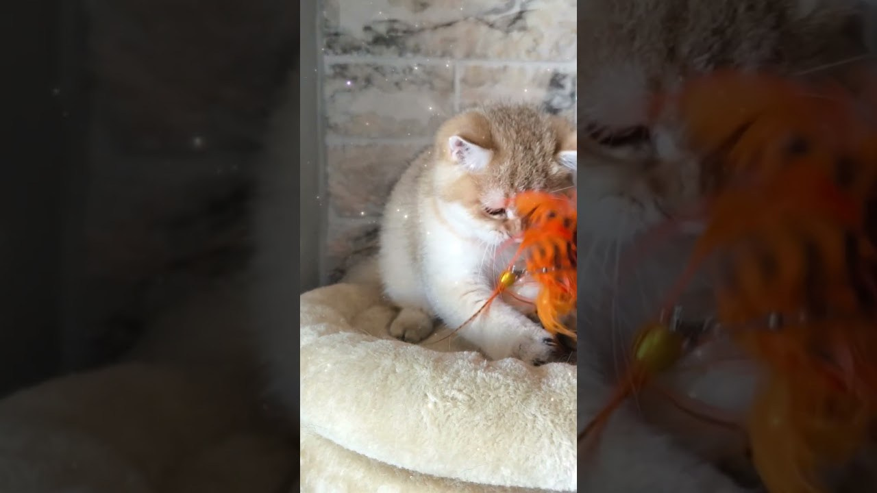 Εκτροφείο British shorthair στην Αθήνα. Εκτροφείο βρετανικής κοντότριχης γάτας στην Ελλάδα, βρετανικά γατάκια