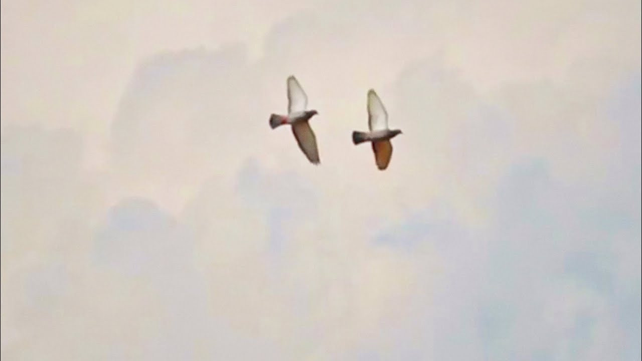 VIDEO. Photographer and Videographer in USA (worldwide) — Tatiana Ivanova