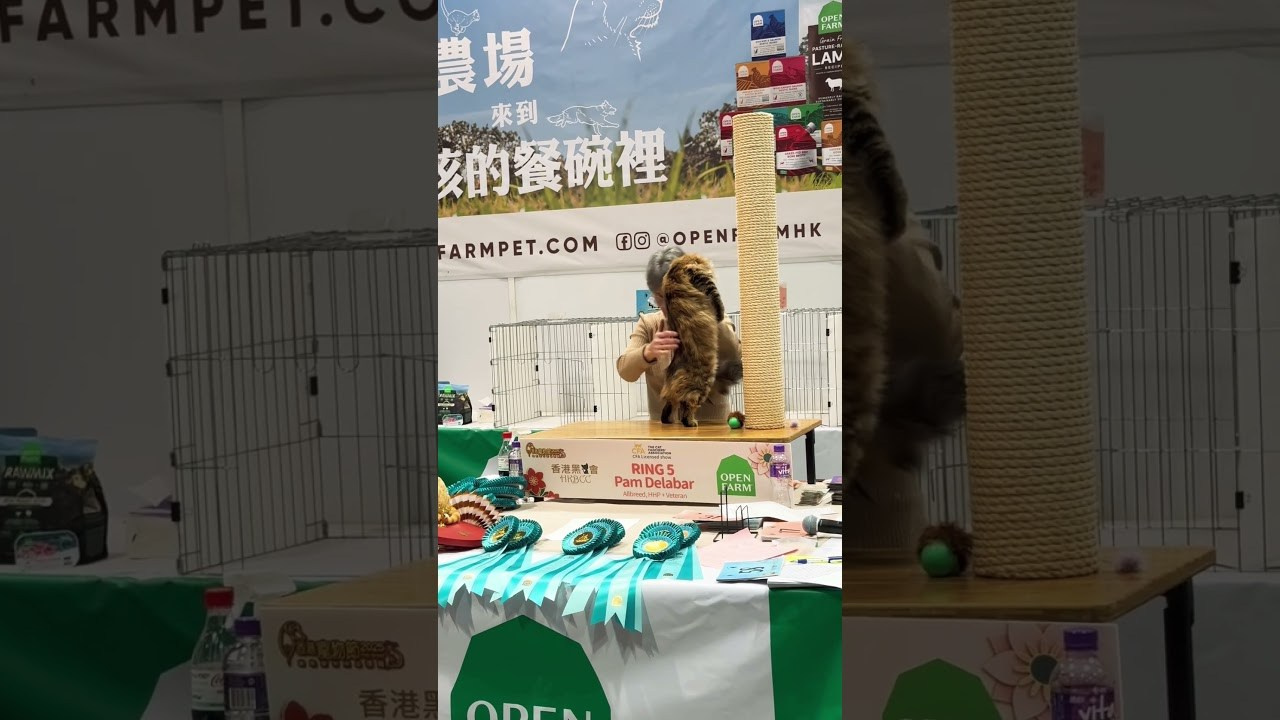 LEMON GREEN SIBERIANS CADY