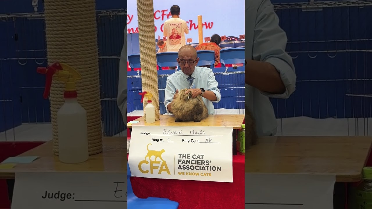 LEMON GREEN SIBERIANS BEAR