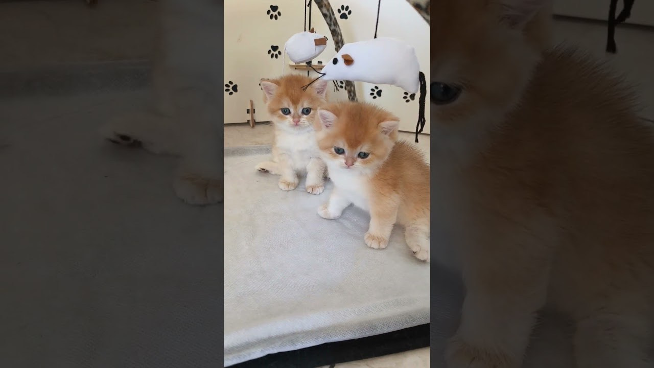 Εκτροφείο British shorthair στην Αθήνα. Εκτροφείο βρετανικής κοντότριχης γάτας στην Ελλάδα, βρετανικά γατάκια