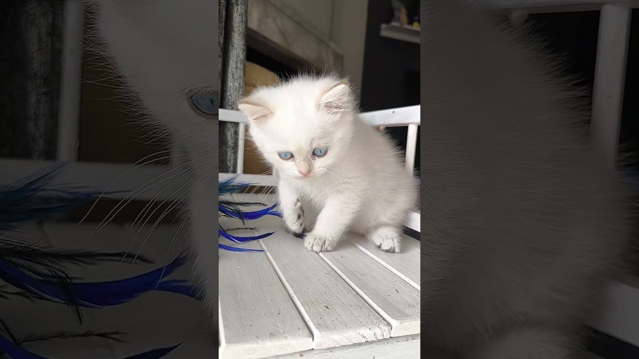 Εκτροφείο British shorthair στην Αθήνα. Εκτροφείο βρετανικής κοντότριχης γάτας στην Ελλάδα, βρετανικά γατάκια