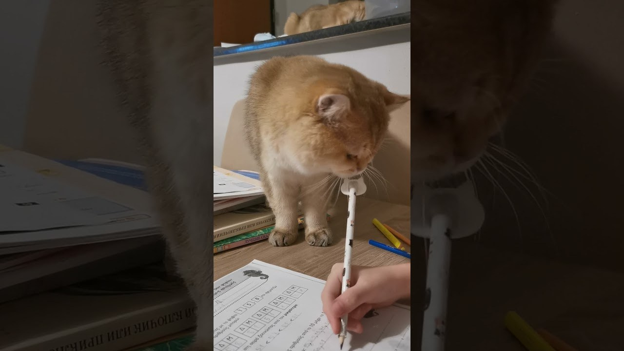 De Luxor Plush Empire. Εκτροφείο βρετανικής κοντότριχης γάτας στην Ελλάδα, χρυσή βρετανική γά