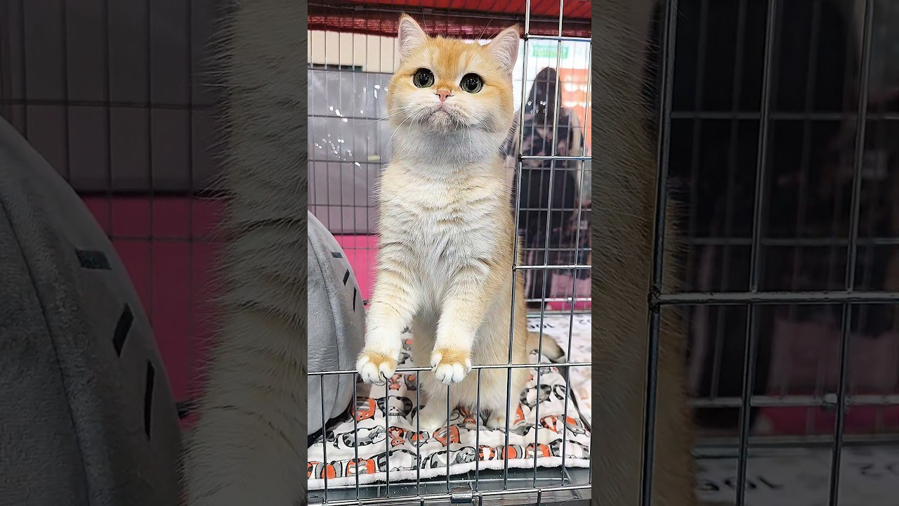 Athens 13-14/12/2025. Питомник британских кошек драгоценных окрасов