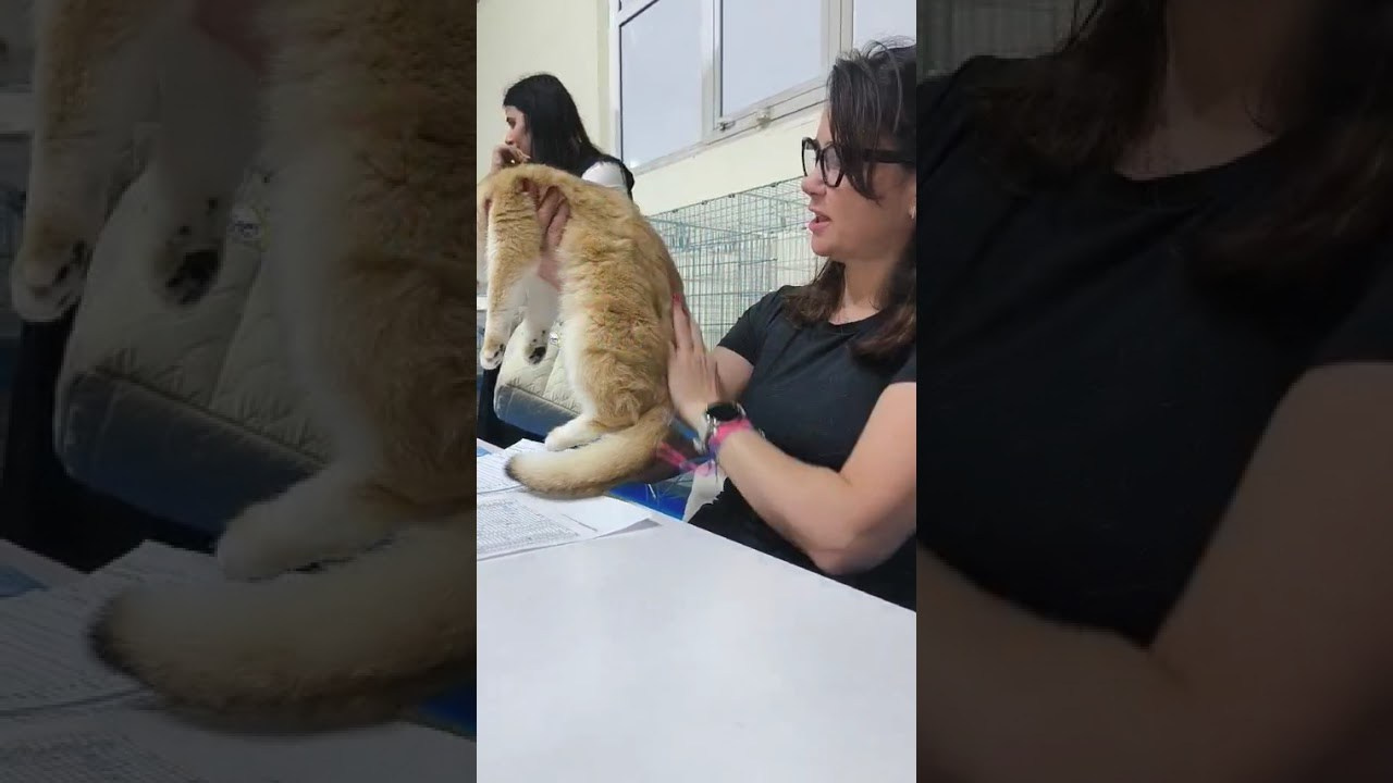 Athens 13-14/12/2025. Питомник британских кошек драгоценных окрасов