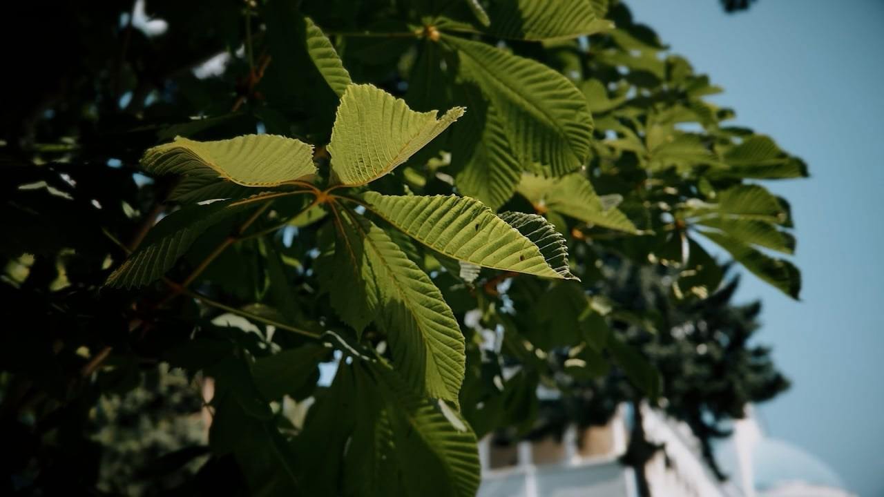 Cununie- Botez. GOODSTORY