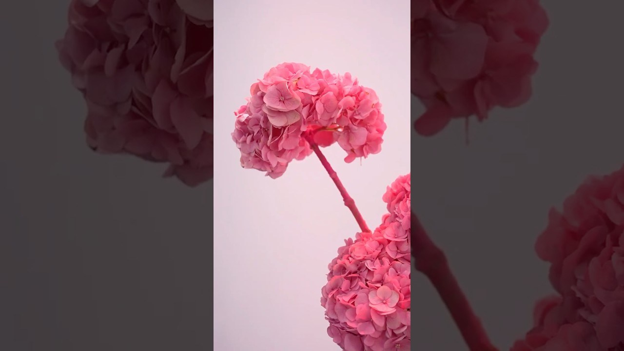 Editorial Cinco Tintas x Tiberi Club