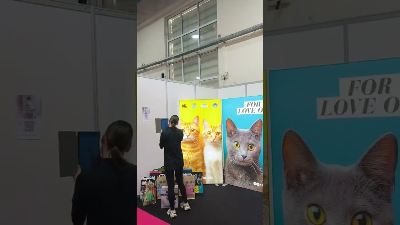 Athens 13-14/12/2025. Питомник британских кошек драгоценных окрасов