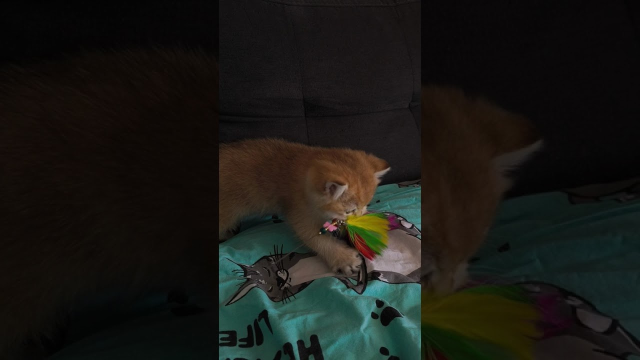 Εκτροφείο British shorthair στην Αθήνα. Εκτροφείο βρετανικής κοντότριχης γάτας στην Ελλάδα, βρετανικά γατάκια