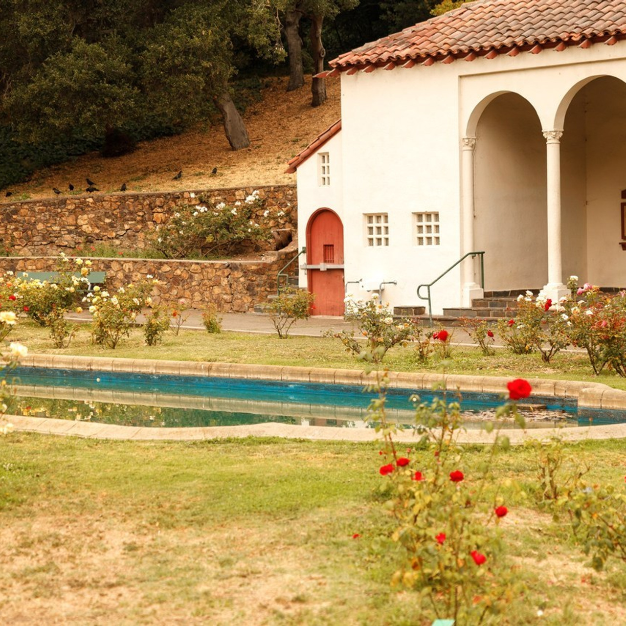 REVIEWS. Family and Event photographer in Bay Area Elena Tiuriumina