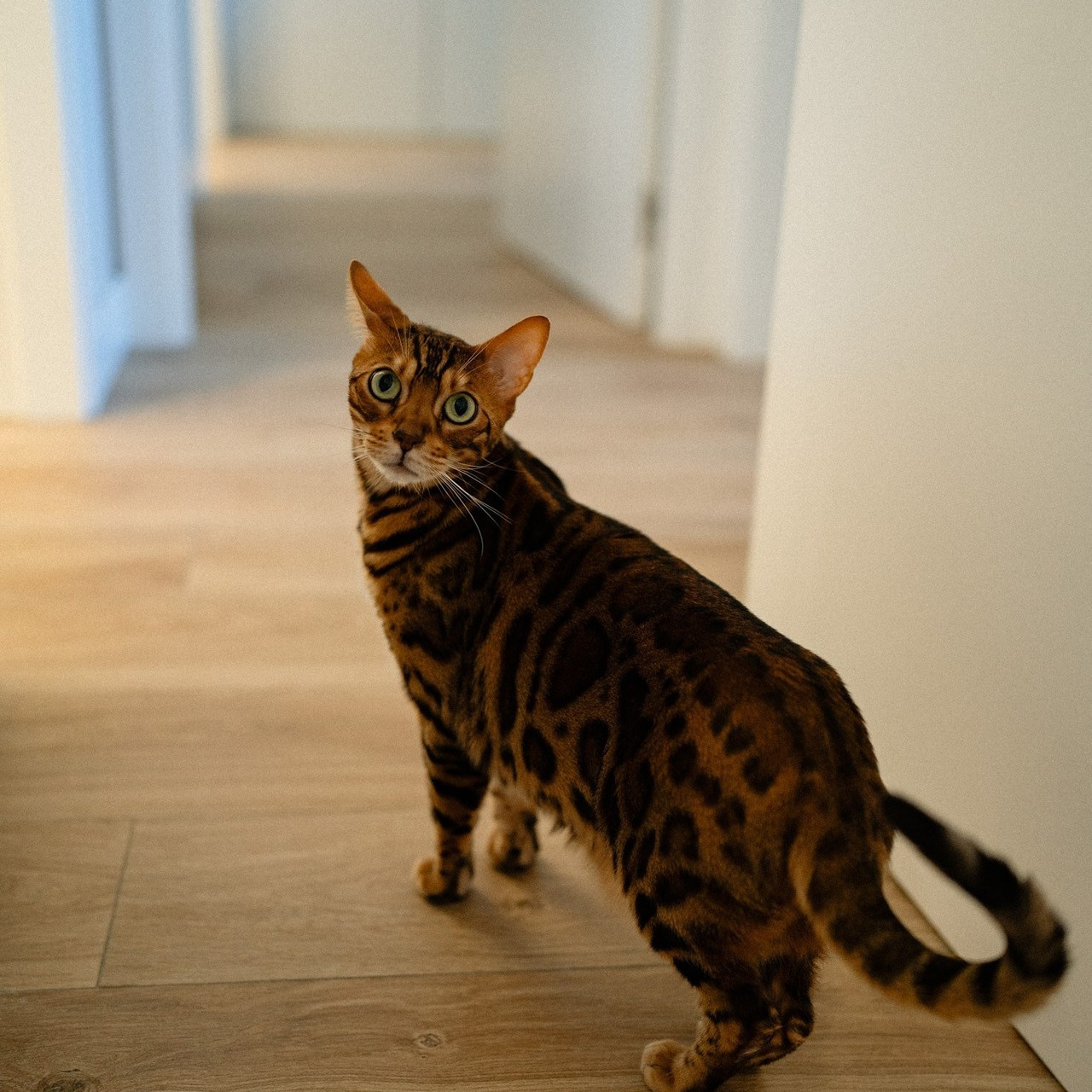 Client Testimonials — Photography in Madrid. Madrid Photographer for Proposals, Engagements & Families | Anya Petrova