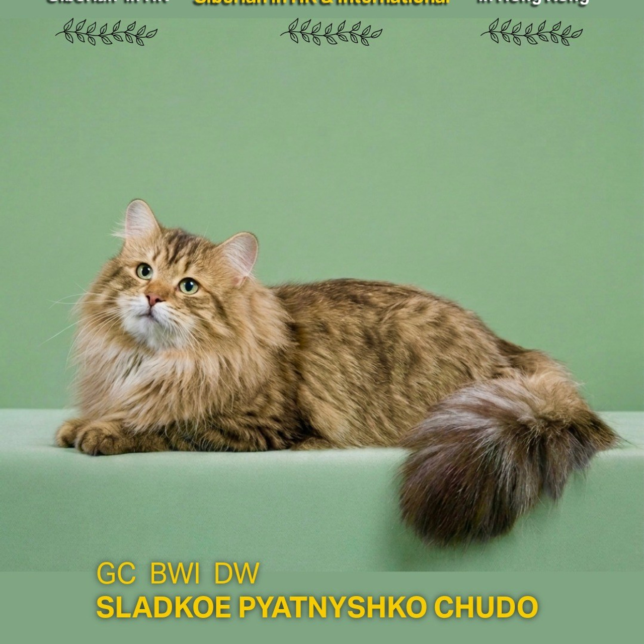 2025-26 Lemon Green Cattery Show Results