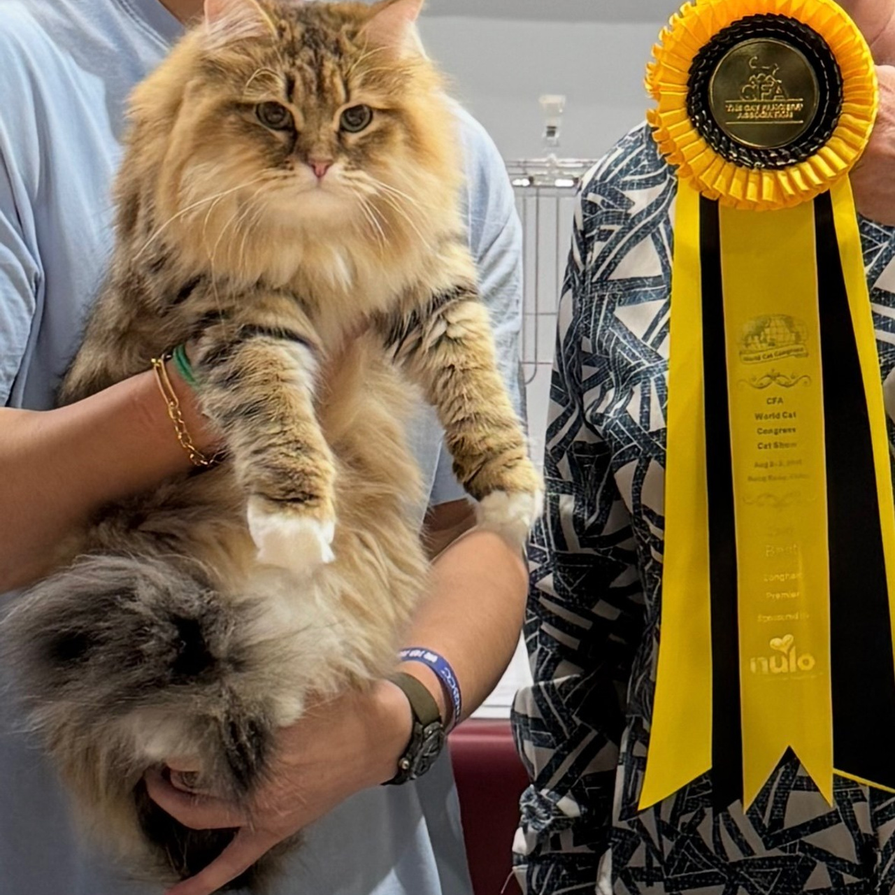 GP&nbsp;Lemon Green Brigitte Bardot (1 show grand)