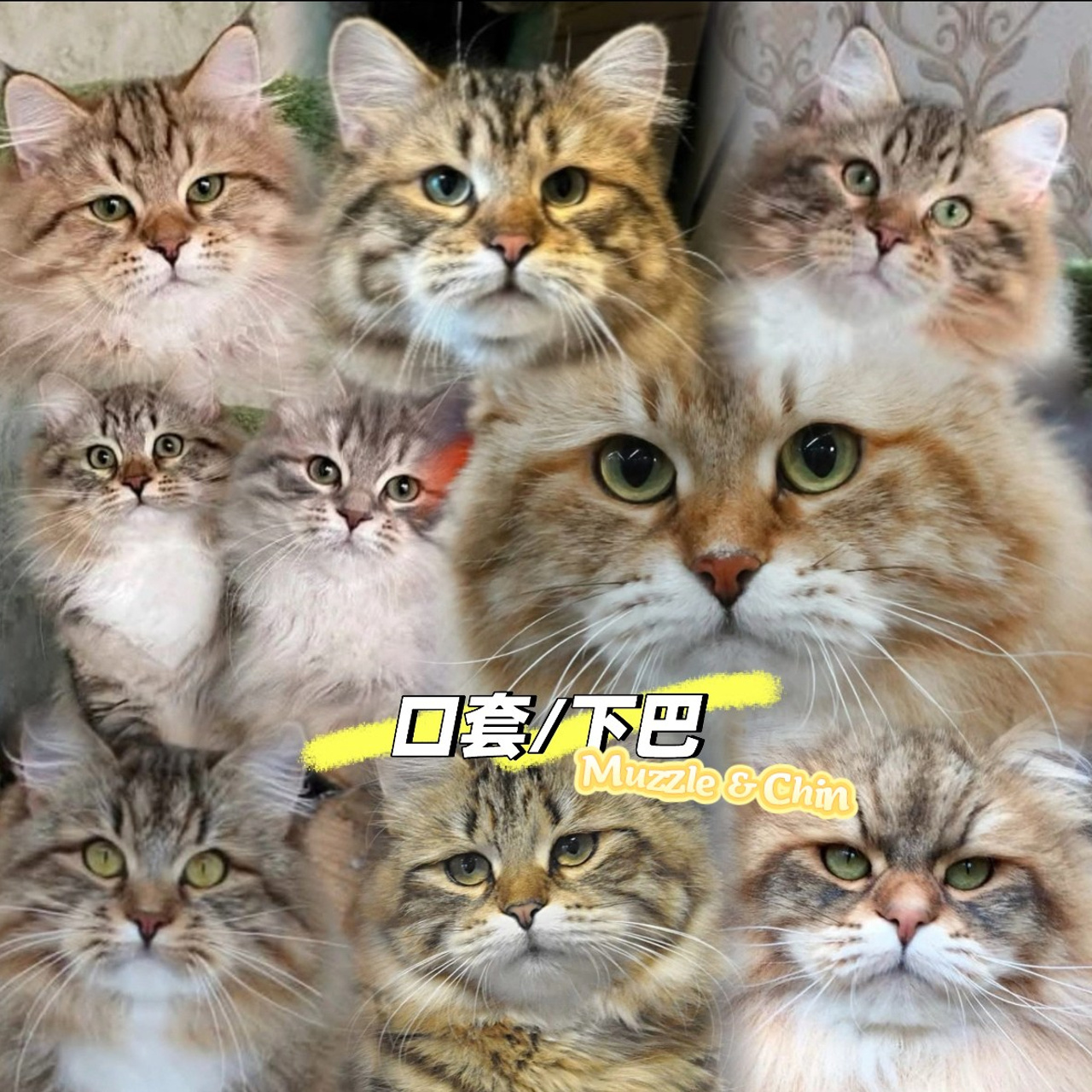 Show Standards for Siberians&nbsp;— muzzle & chin