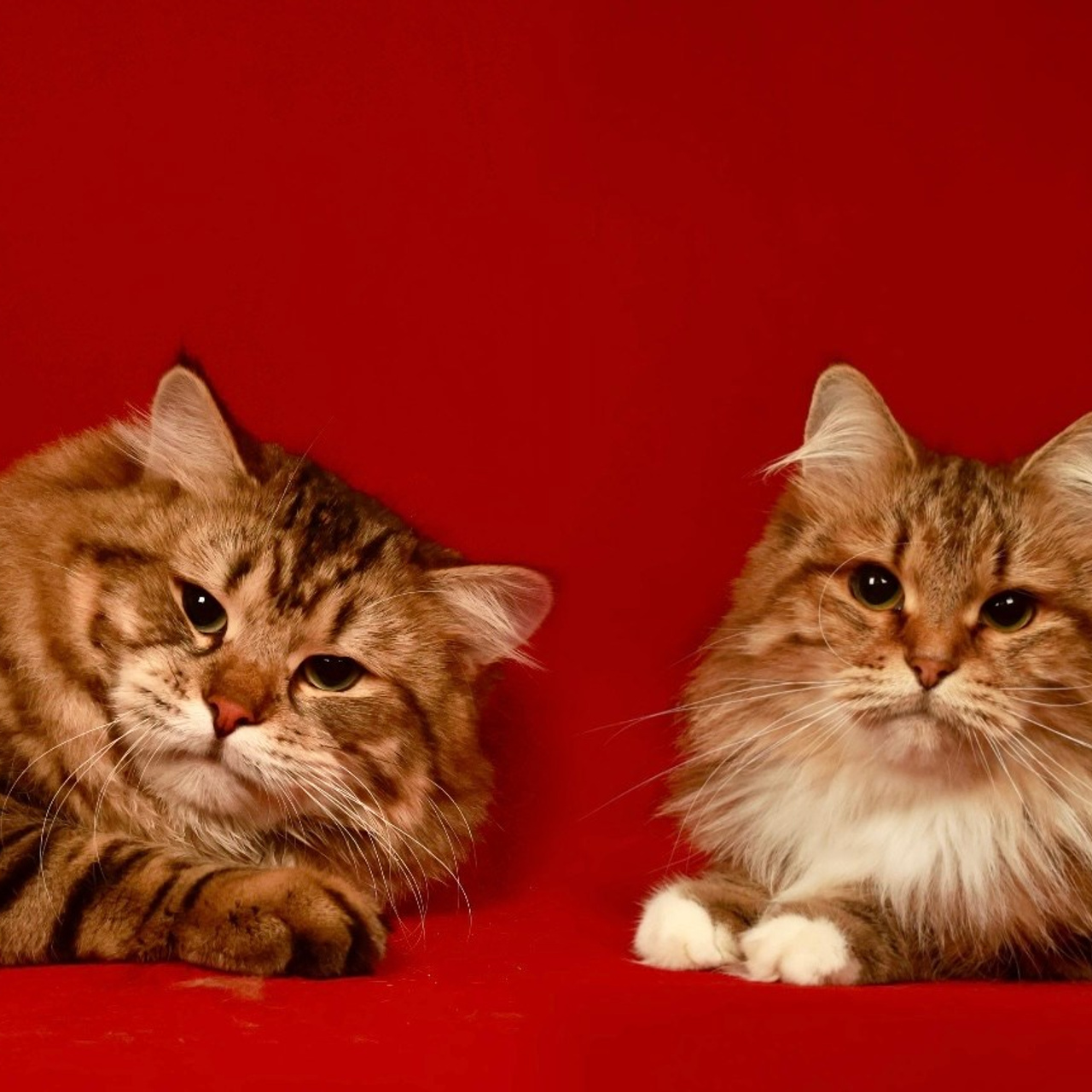 Litter D -updated on 15 DEC 2025