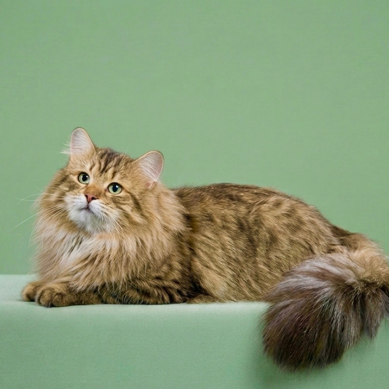 LEMON GREEN SIBERIANS KINGS