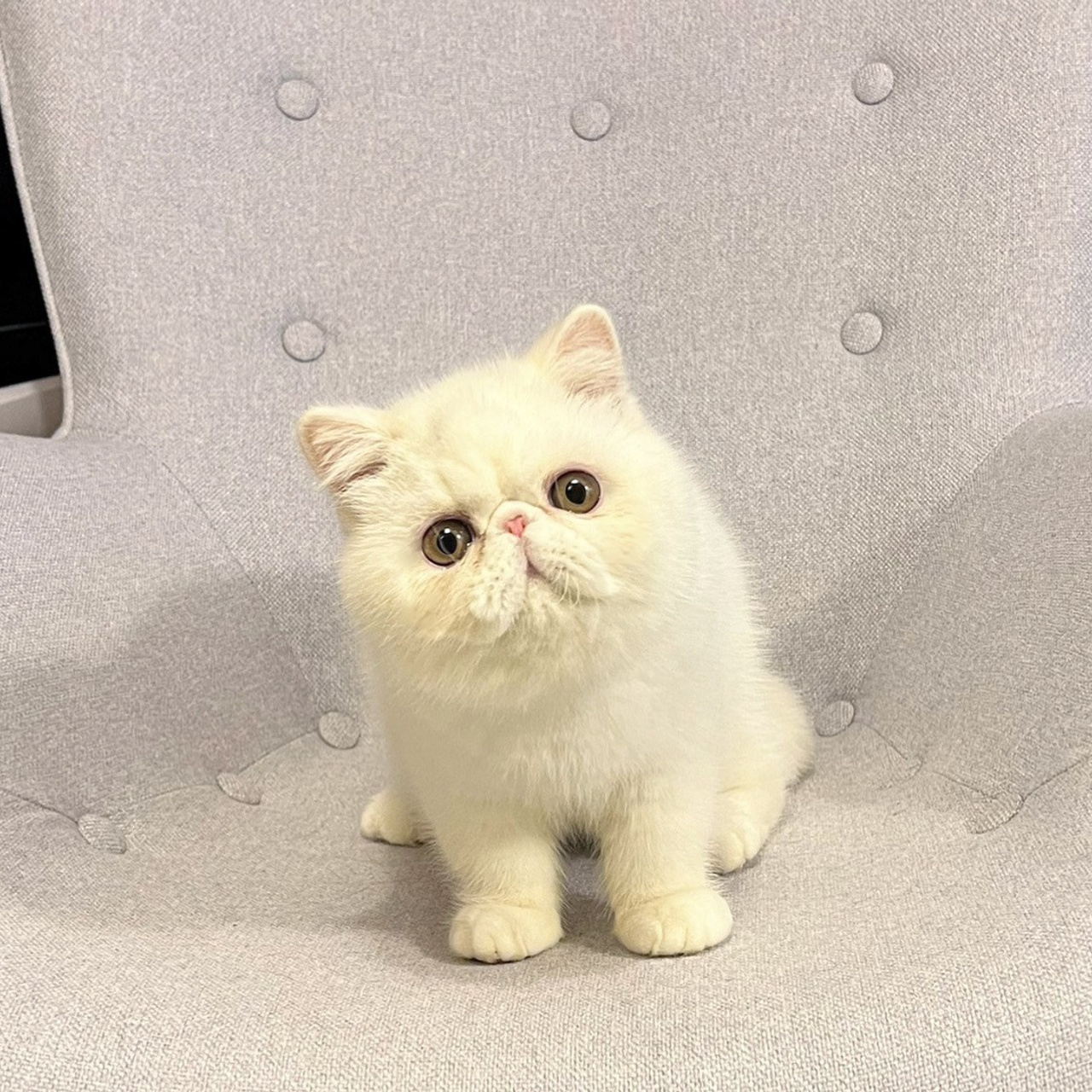 Lemon Green Jon Snow 🇸🇬