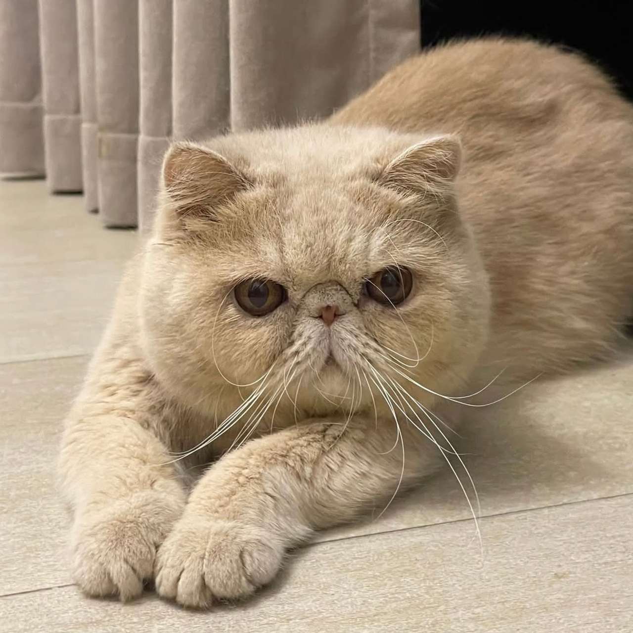 Lemon Green Oolong Tea 🇬🇧