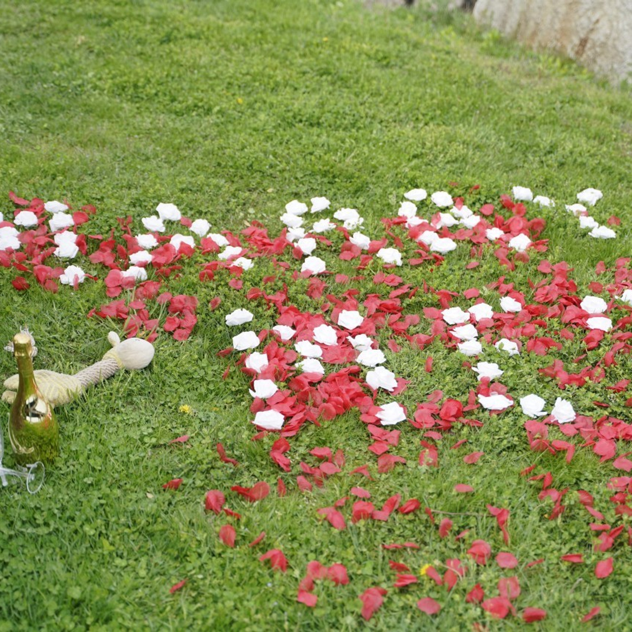 Reviews. Stefanovich Photography | Boston, MA