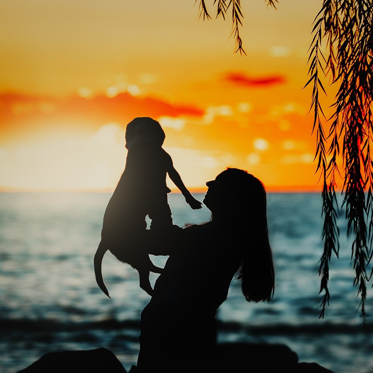 Testimonials. Pet Photographer Viktoriya Aleshenko