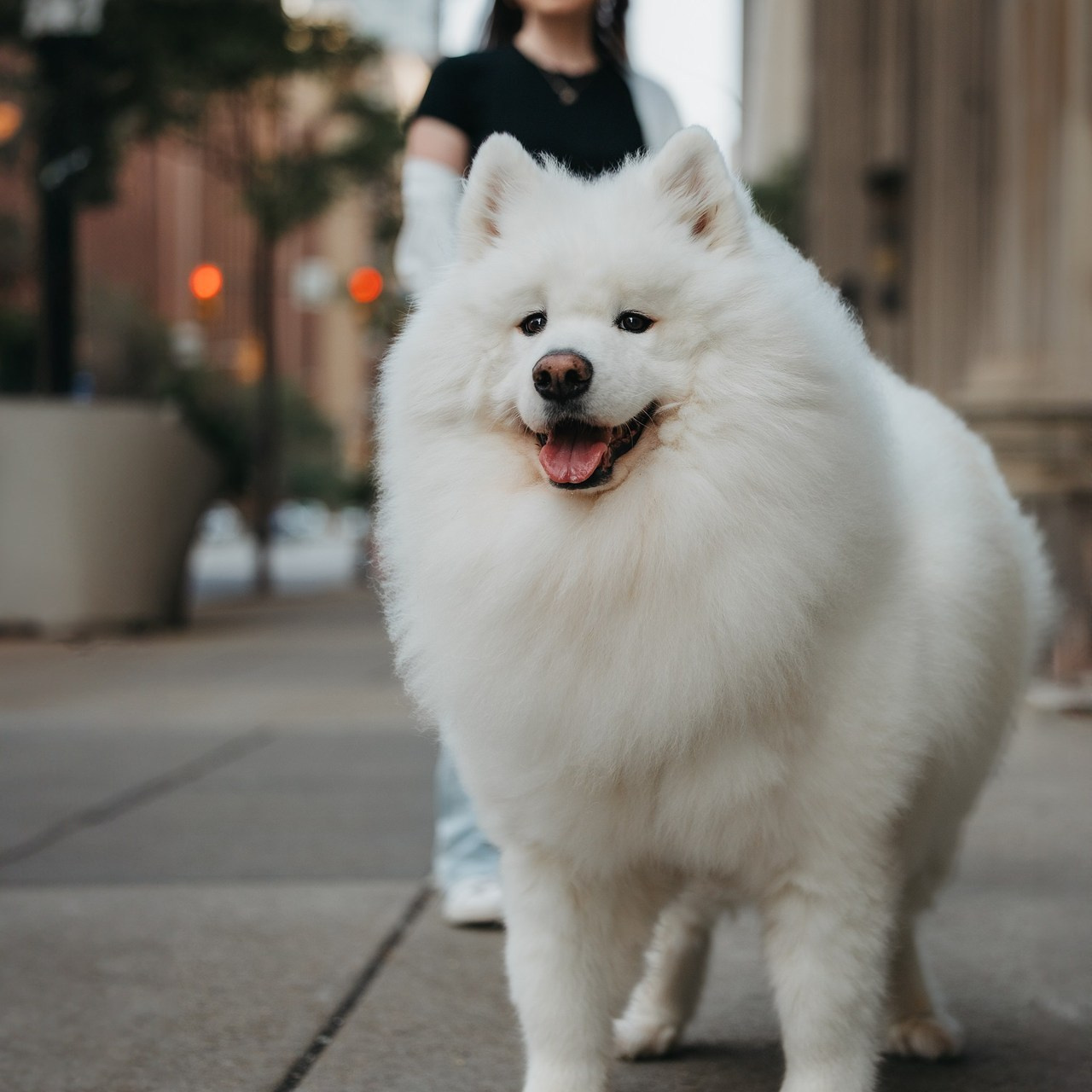 Testimonials. Pet Photographer Viktoriya