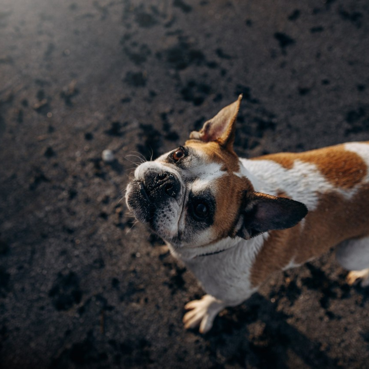 Testimonials. Pet Photographer Viktoriya Aleshenko